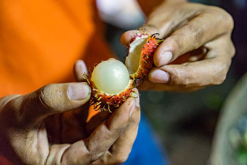 A picture of a man, breaking apart a longon fruit at a market in Cambodia